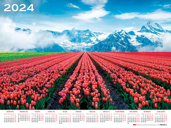 Календарь листовой 2024 А2 "Цветущие тюльпаны" 598х450мм бум. мелован.